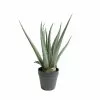 NORDIC DECO Aloe Vera I Potte