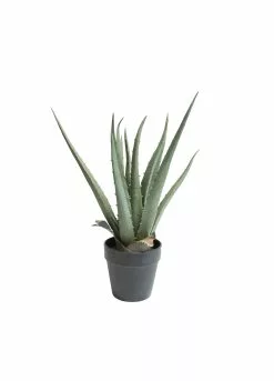 NORDIC DECO Aloe Vera I Potte