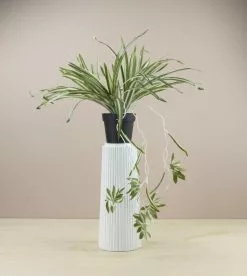 NORD Chlorophytum Plante