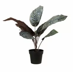 NORD Calathea Plante