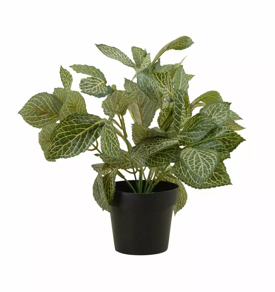 NORD Fittonia I Potte 1 NORD Fittonia I Potte