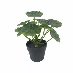 NORD Elefantøre I Potte