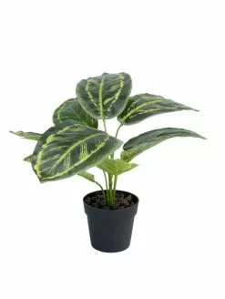 NORD Calathea Plante