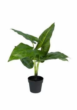 NORD Philodendron Plante