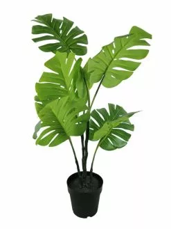 NORD Monstera Plante