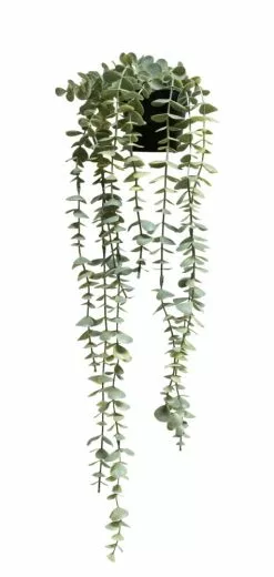 NORD Eucalyptus Hengeplante